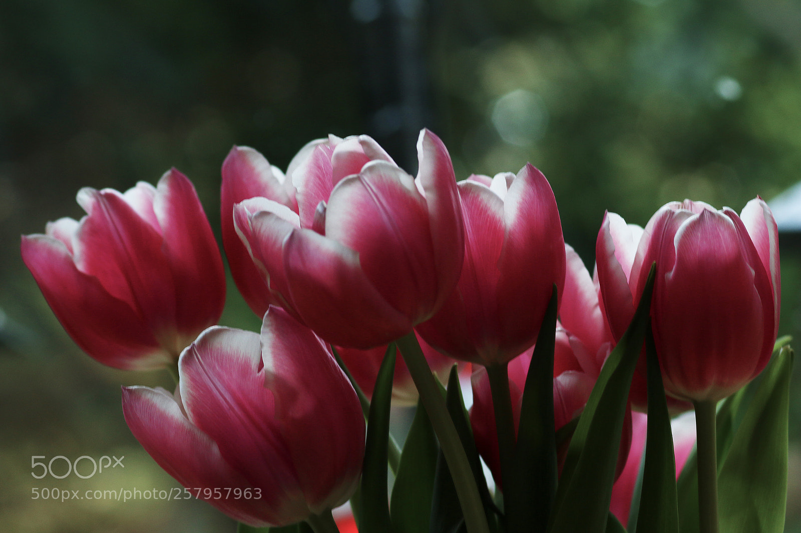 Canon EOS 70D sample photo. Pink and white tulips photography
