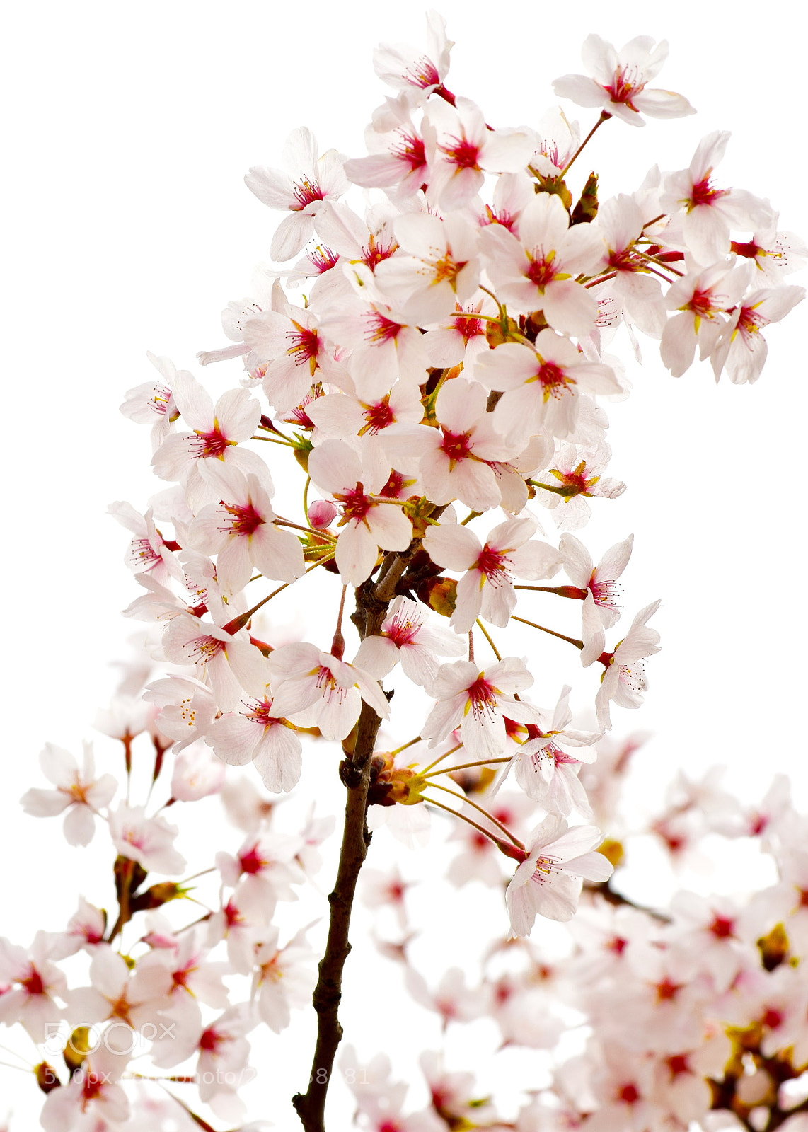Nikon D3300 sample photo. Cherry blossoms at high photography