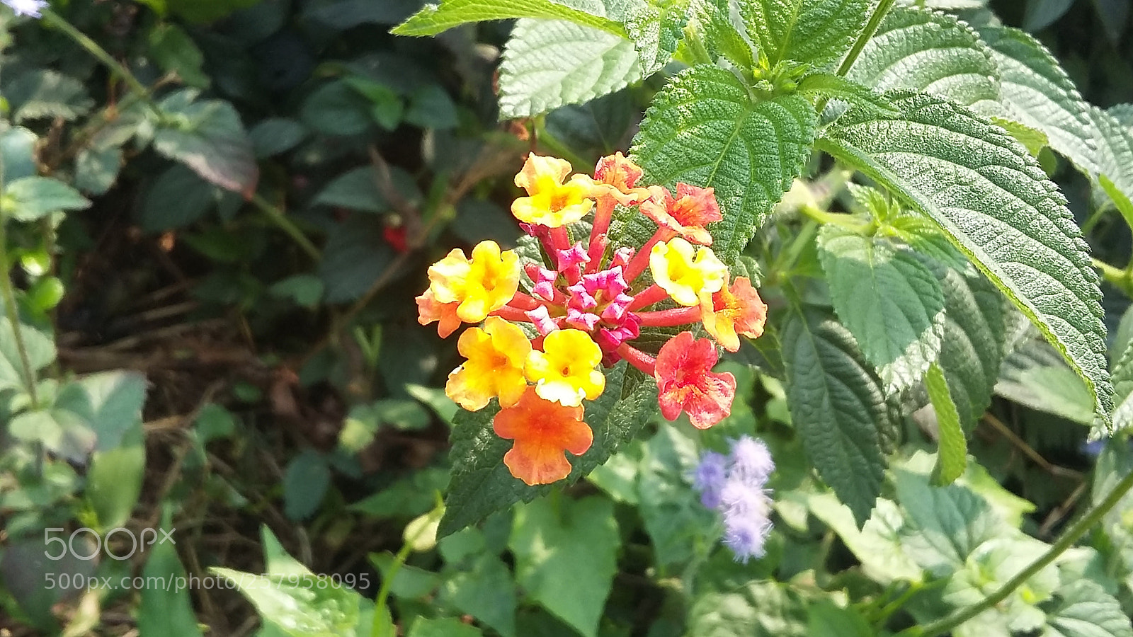 Samsung Galaxy Grand Prime sample photo. Attraction.jpg photography