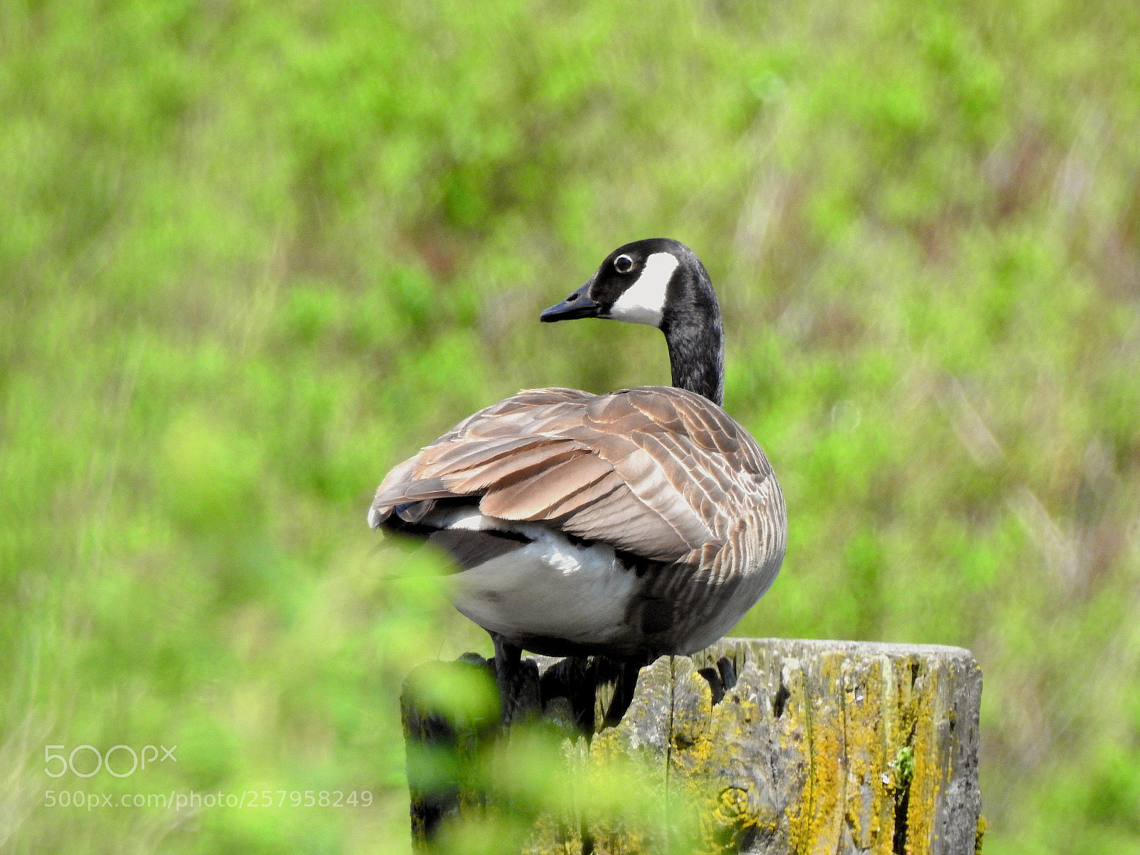 Nikon Coolpix P900 sample photo. Sitting pretty photography