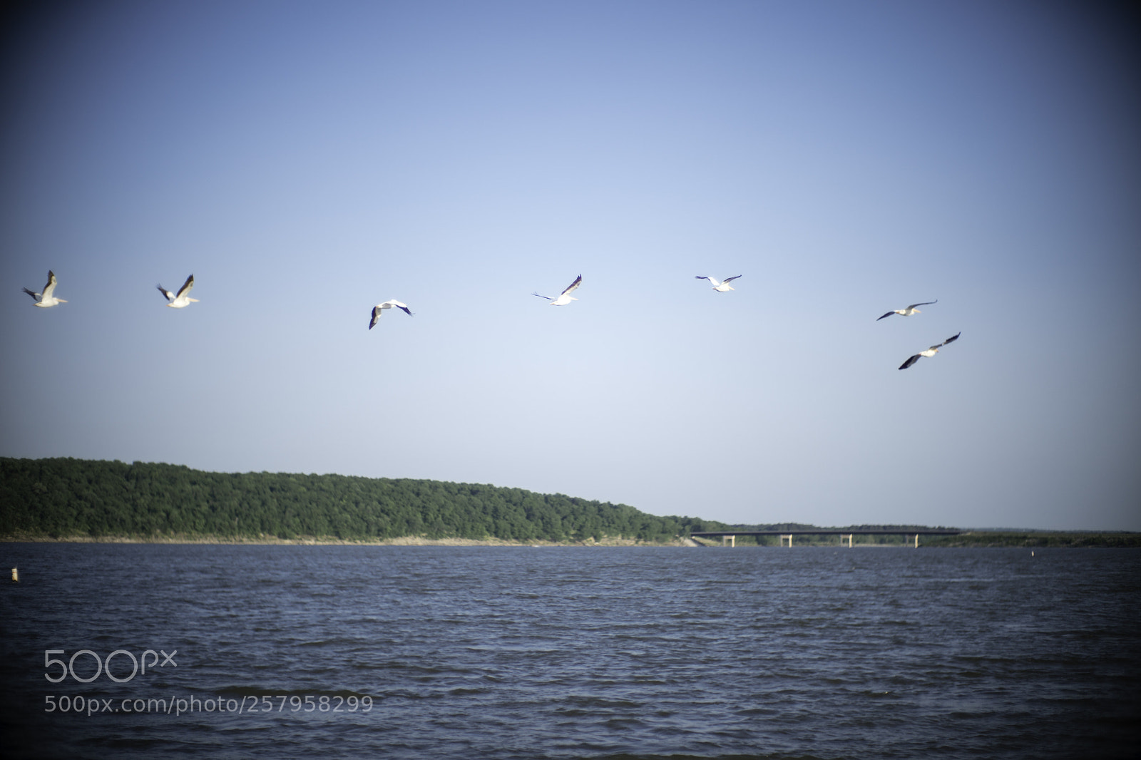 Sony a9 sample photo. The flight of the photography