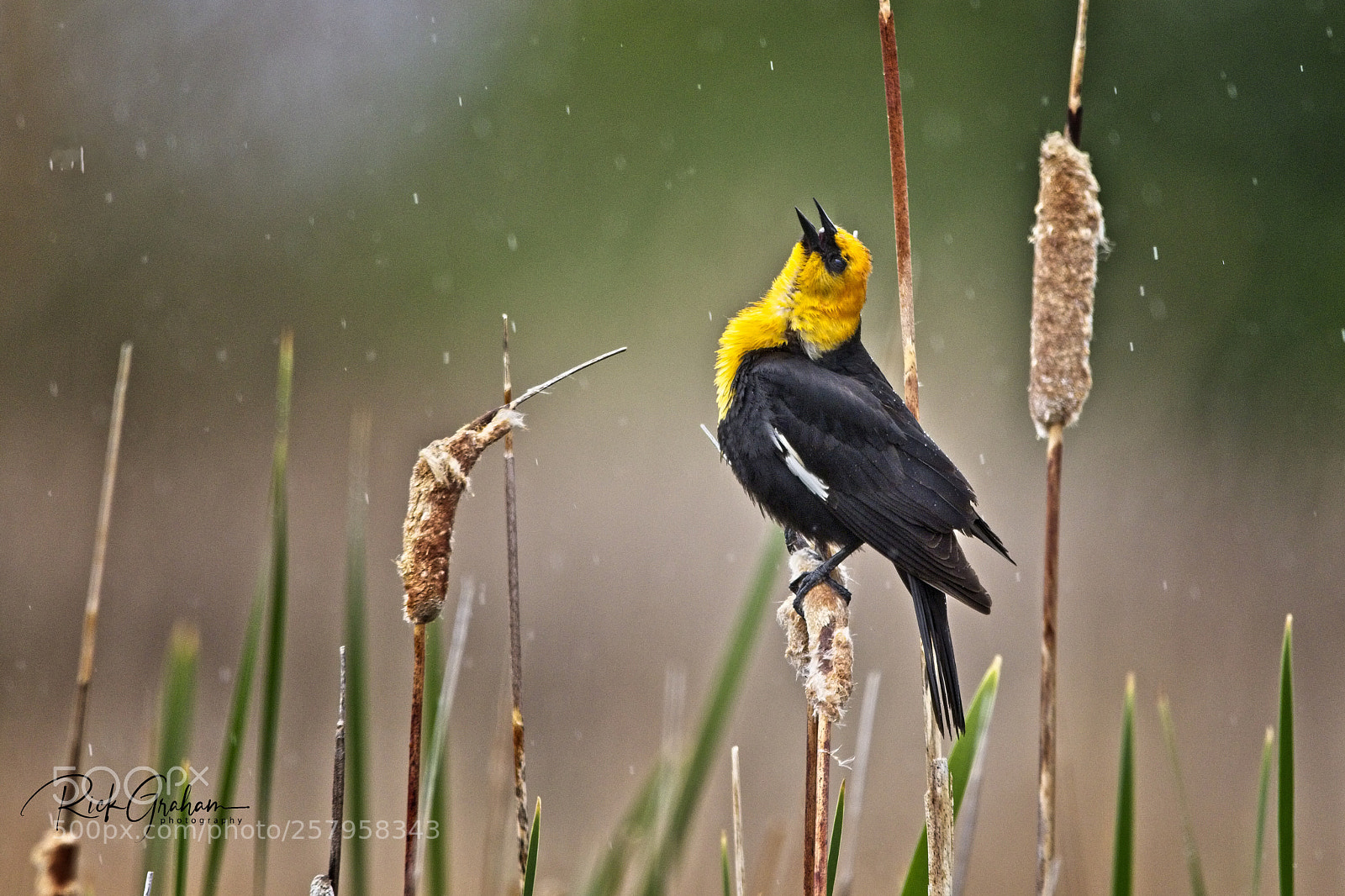 Canon EOS 80D sample photo. Singin’ in the rain photography