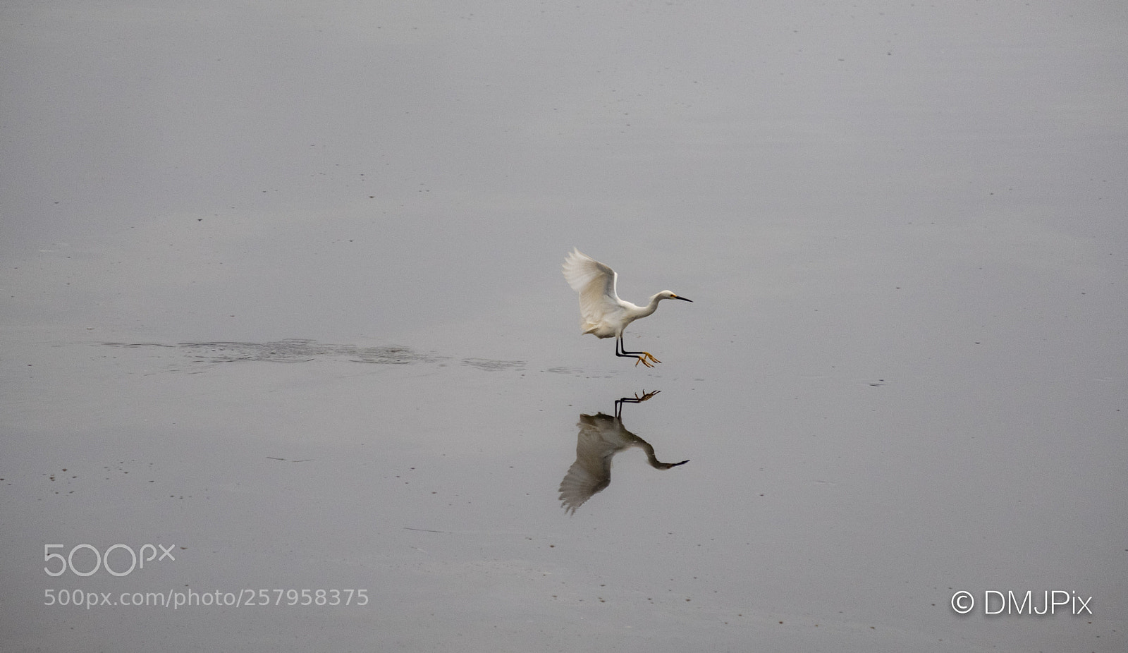 Fujifilm X-T2 sample photo. White bird on final photography