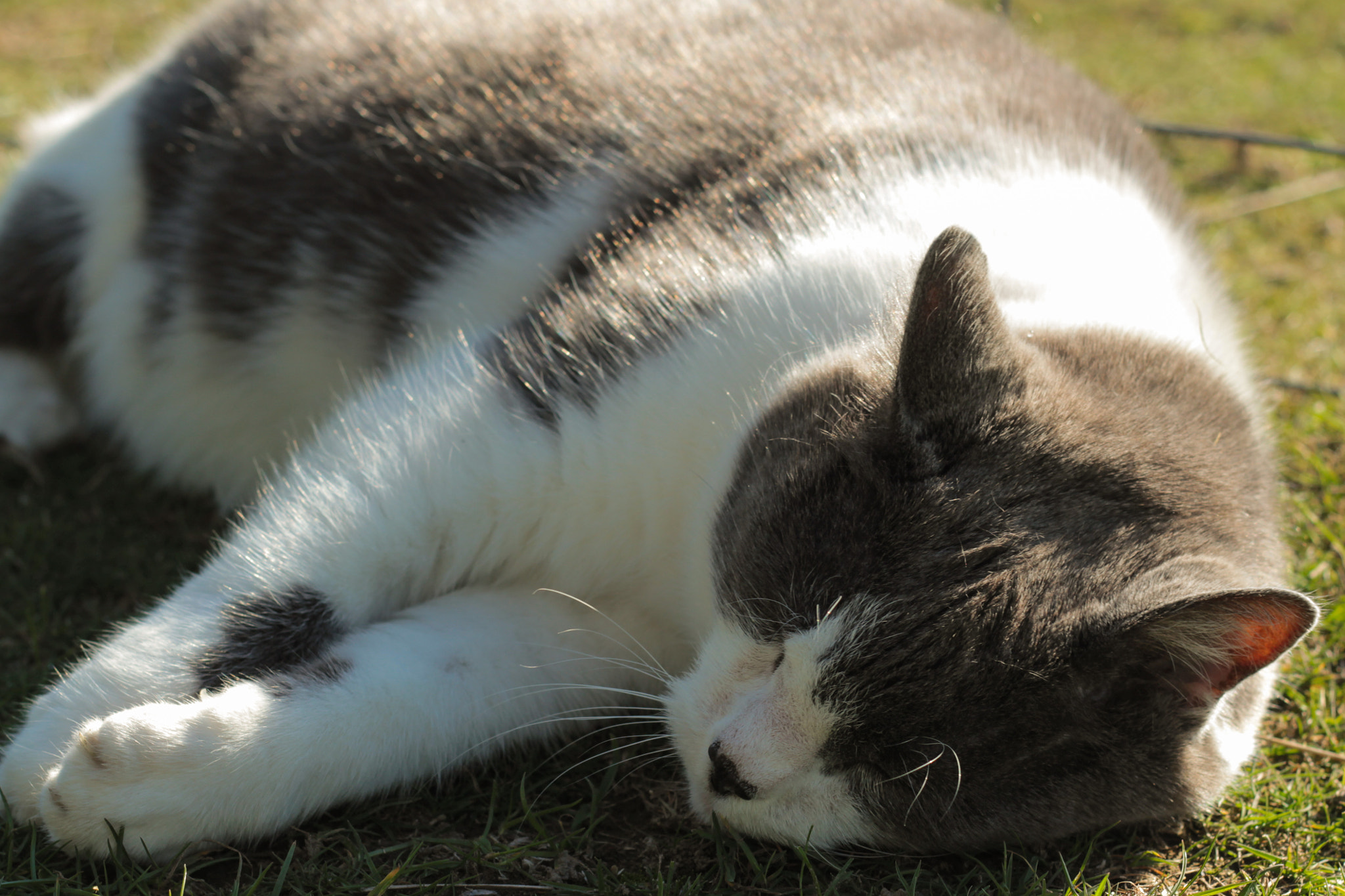 Canon EOS 600D (Rebel EOS T3i / EOS Kiss X5) sample photo. Sleeping cat photography