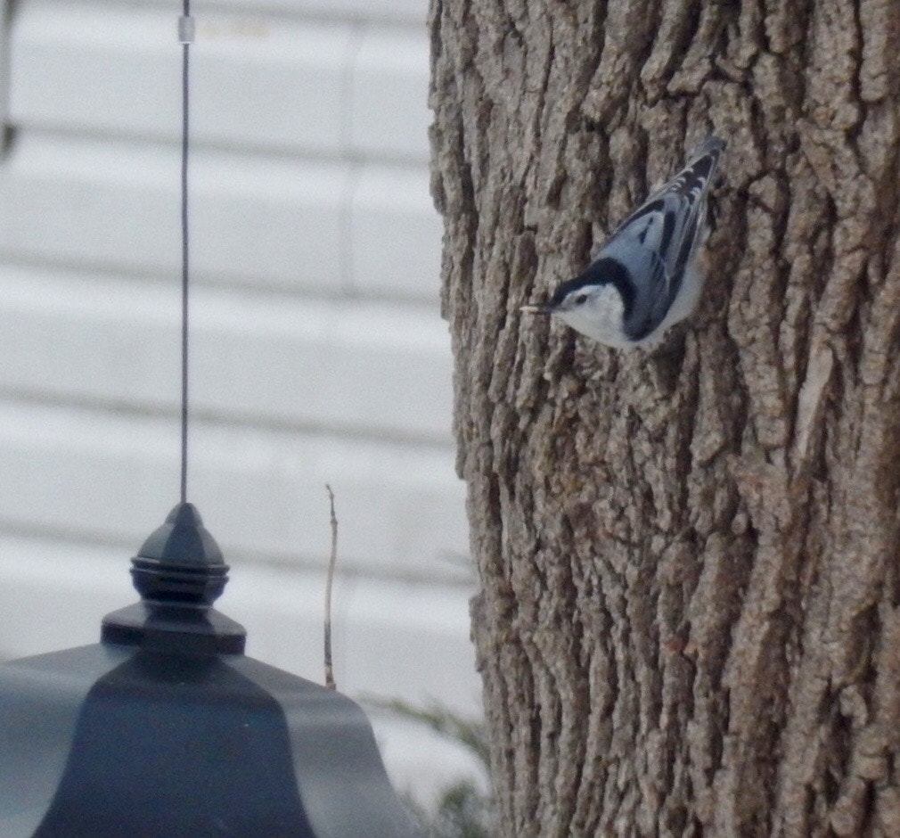 Nikon Coolpix S9700 sample photo. Nuthatch photography