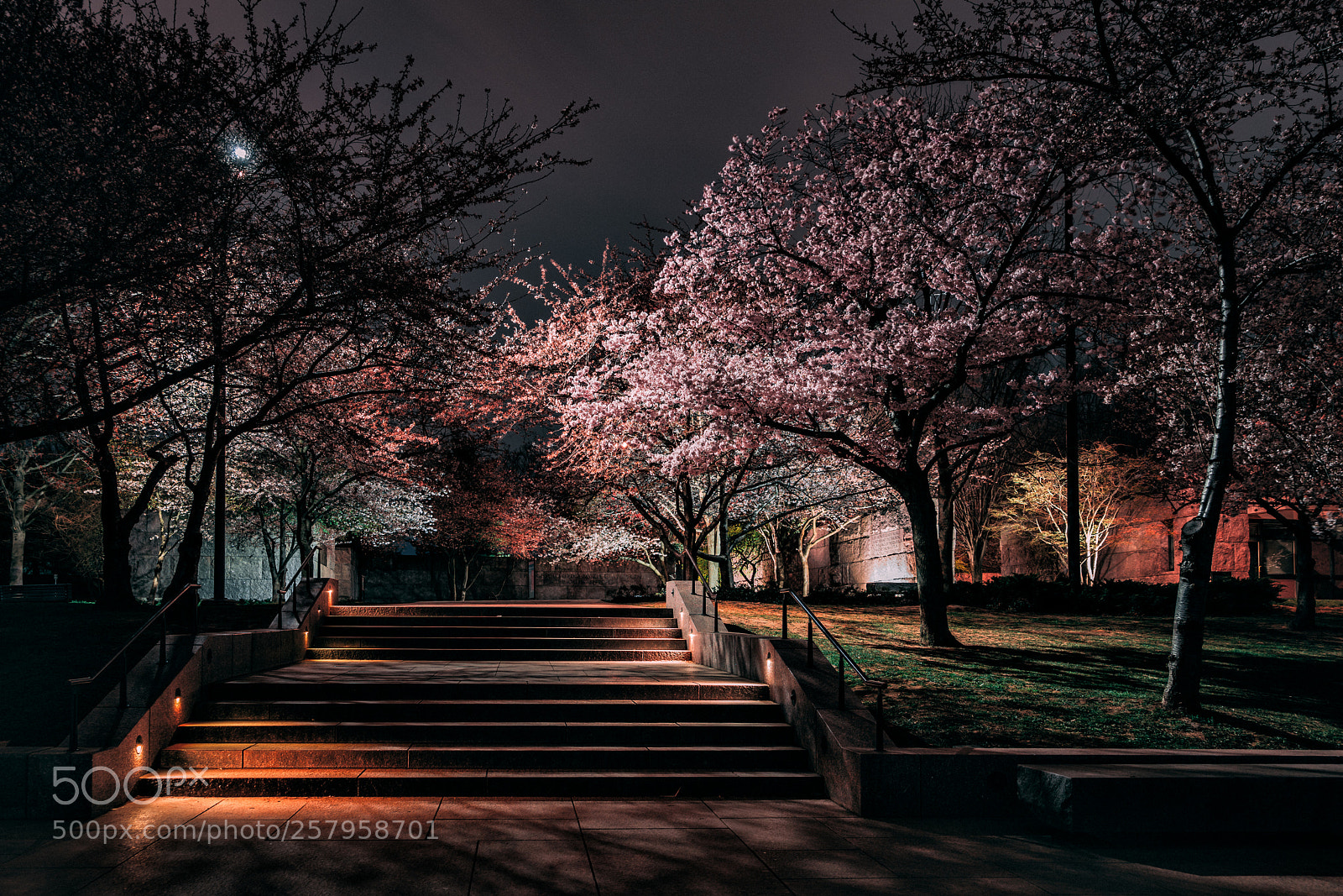 Sony a7R III sample photo. Dramatic cherry blossom trees photography