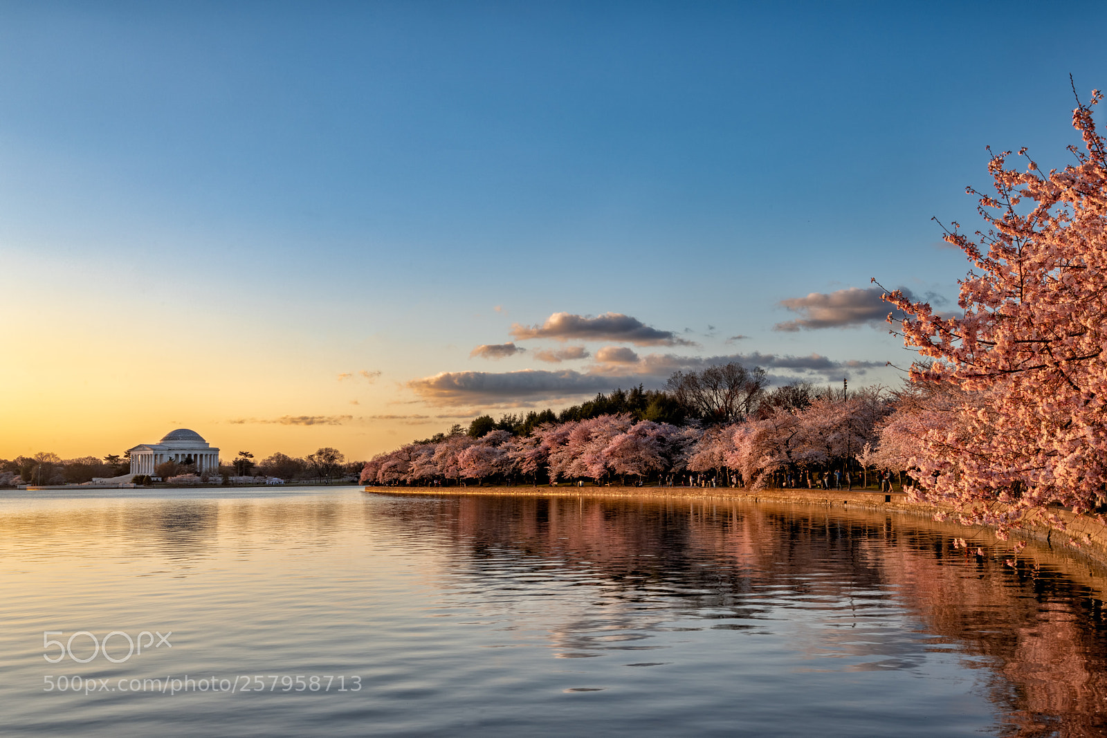 Sony a7R III sample photo. Cherry blossom sunrise reflections photography