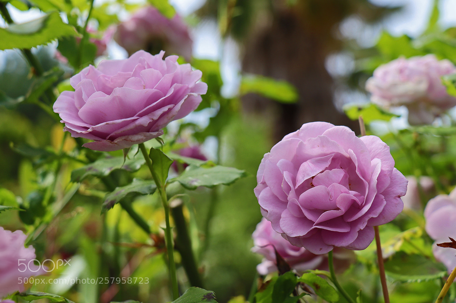 Canon EOS M50 (EOS Kiss M) sample photo. True lavender roses photography