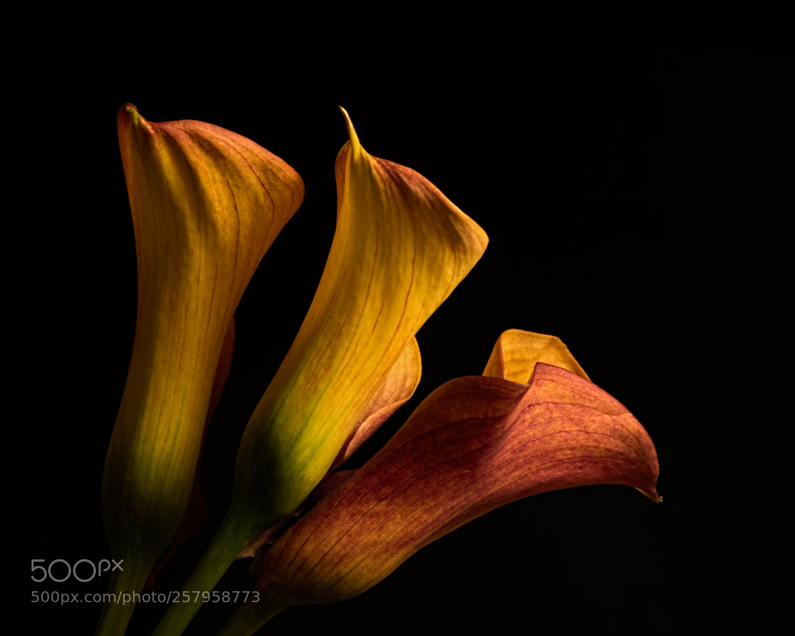 Nikon D810 sample photo. Three calla lillies 0907 photography