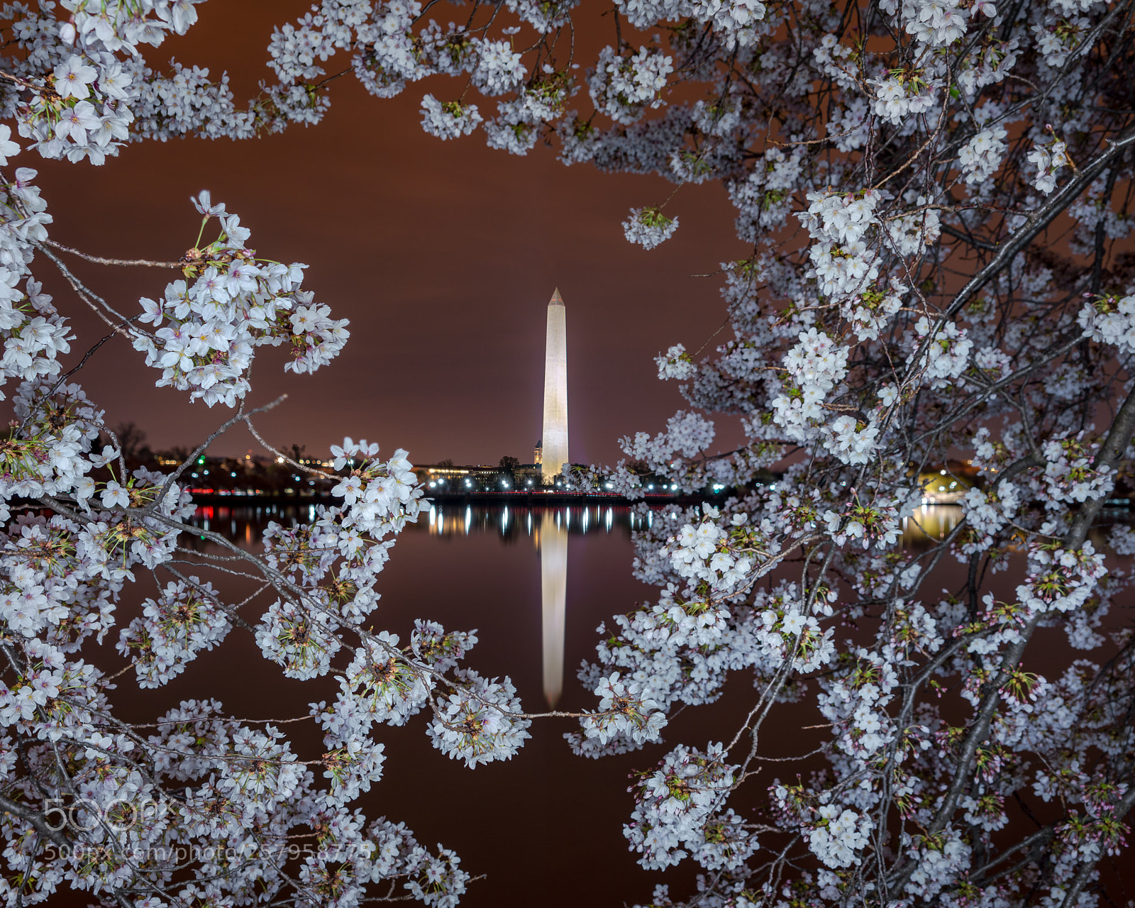 Sony a7R III sample photo. Through the cherry blossoms photography