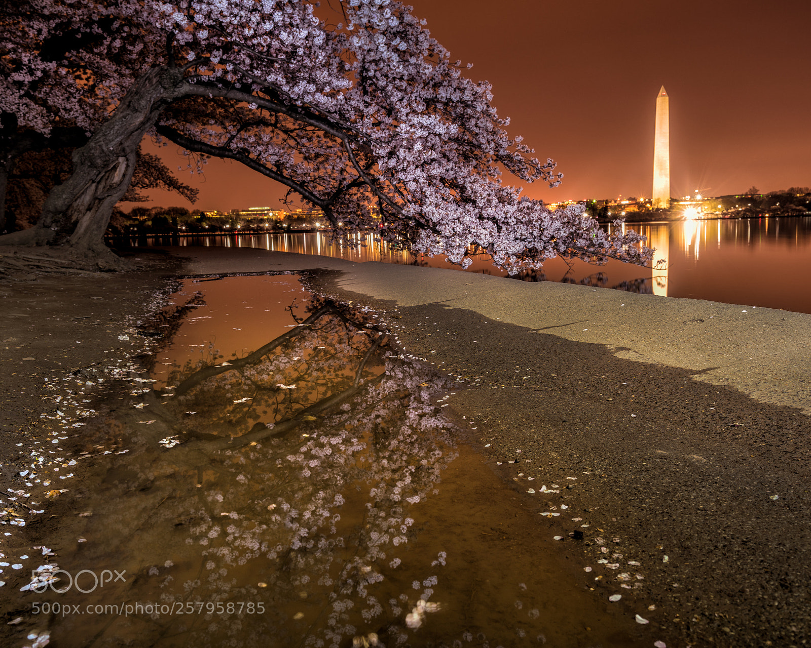Sony a7R III sample photo. Cherry blossom reflections photography