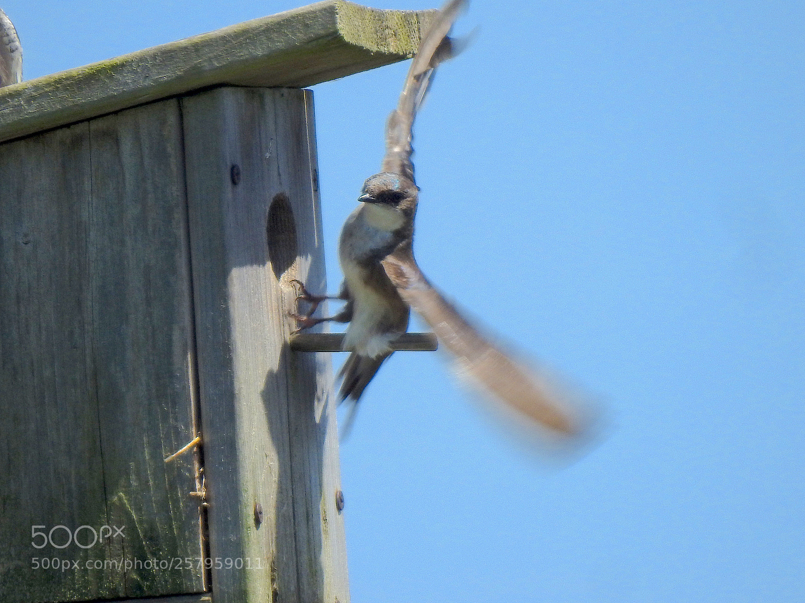 Nikon Coolpix P900 sample photo. Tree swallow photography