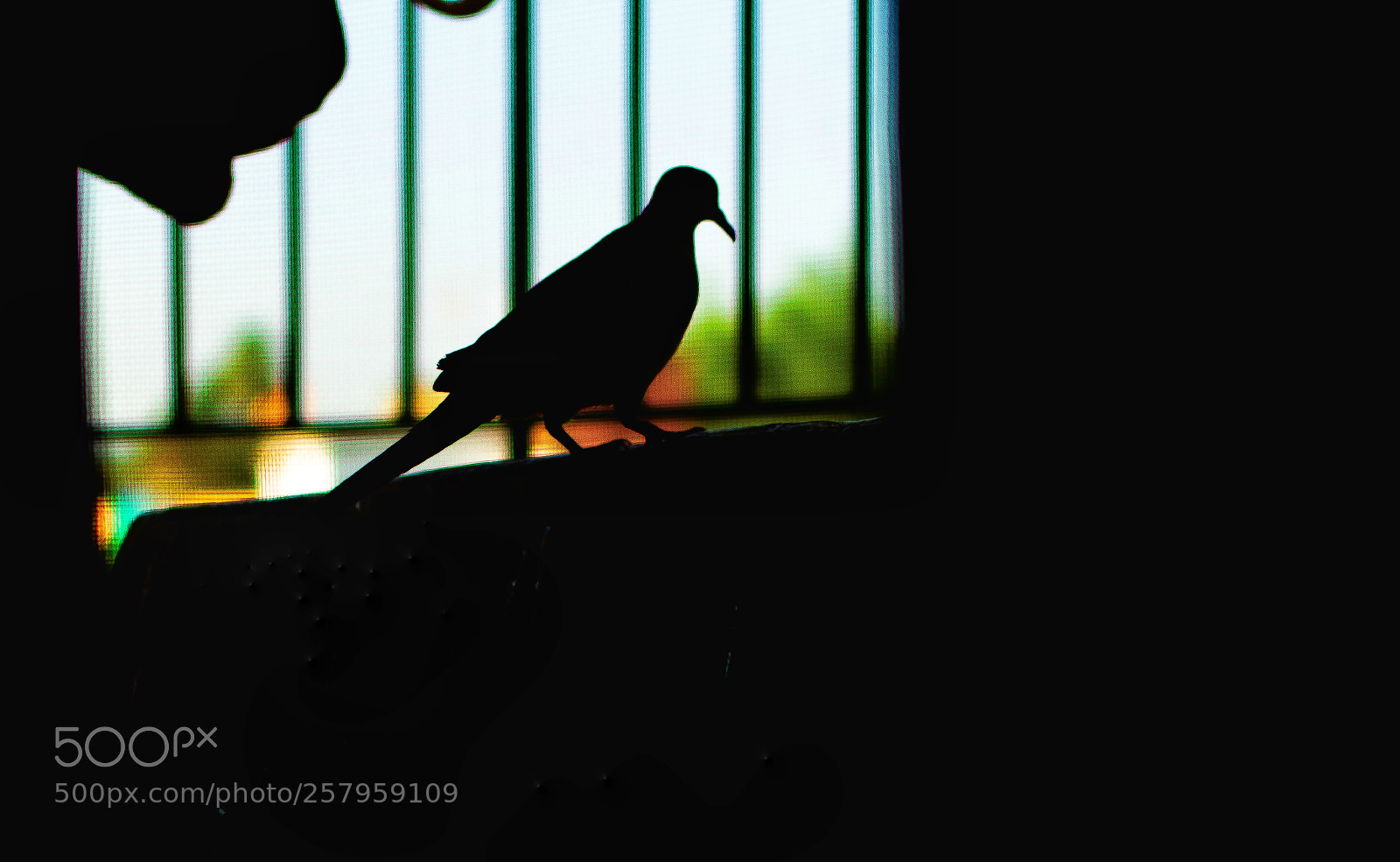 Nikon D5300 sample photo. The bird photography