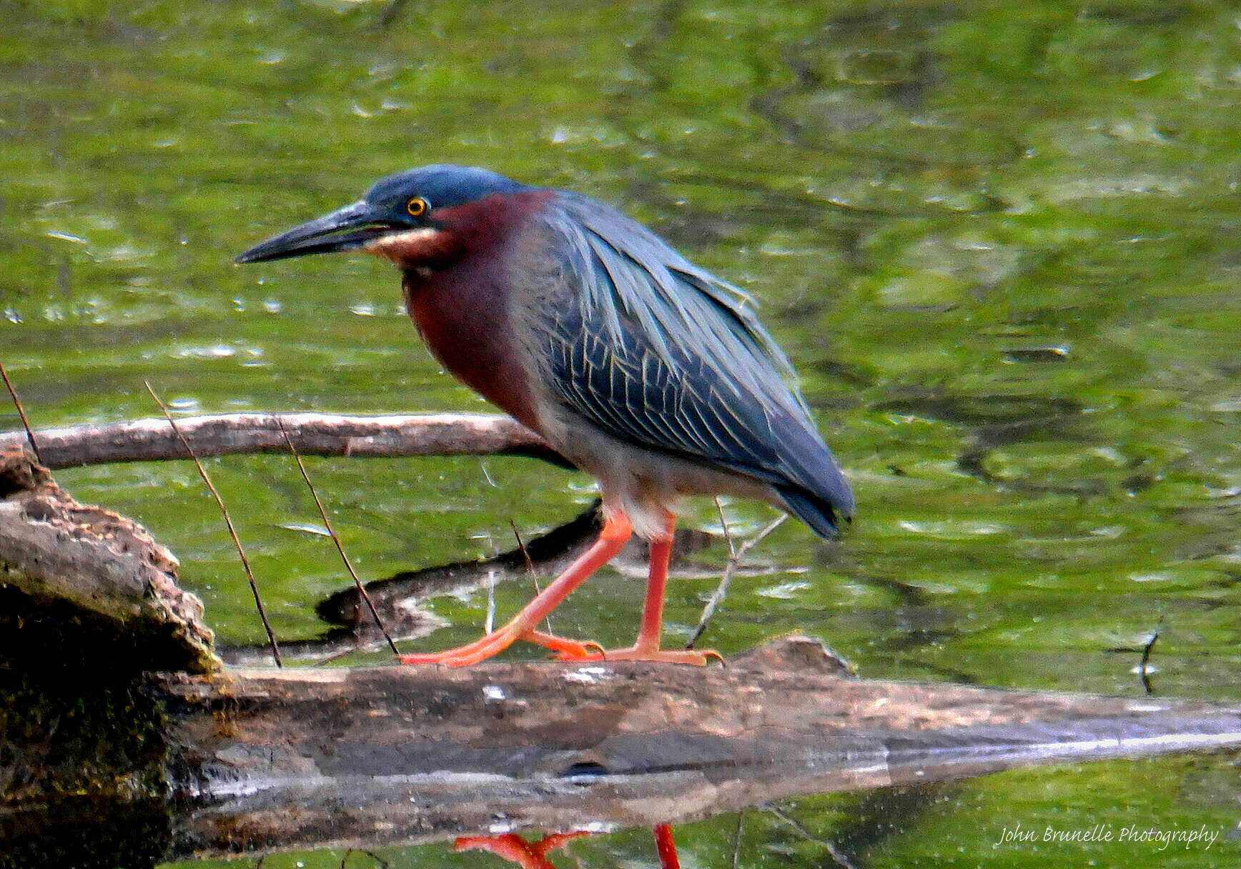 Samsung NX500 sample photo. Green heron may 14 photography