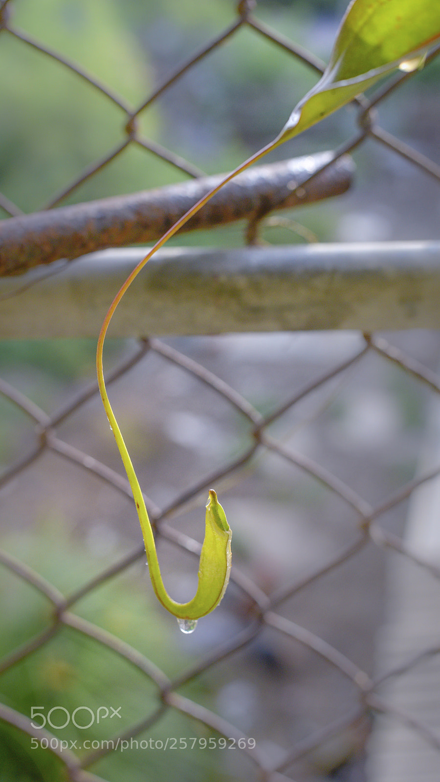 Nikon D750 sample photo. Tropical pitcher plants photography