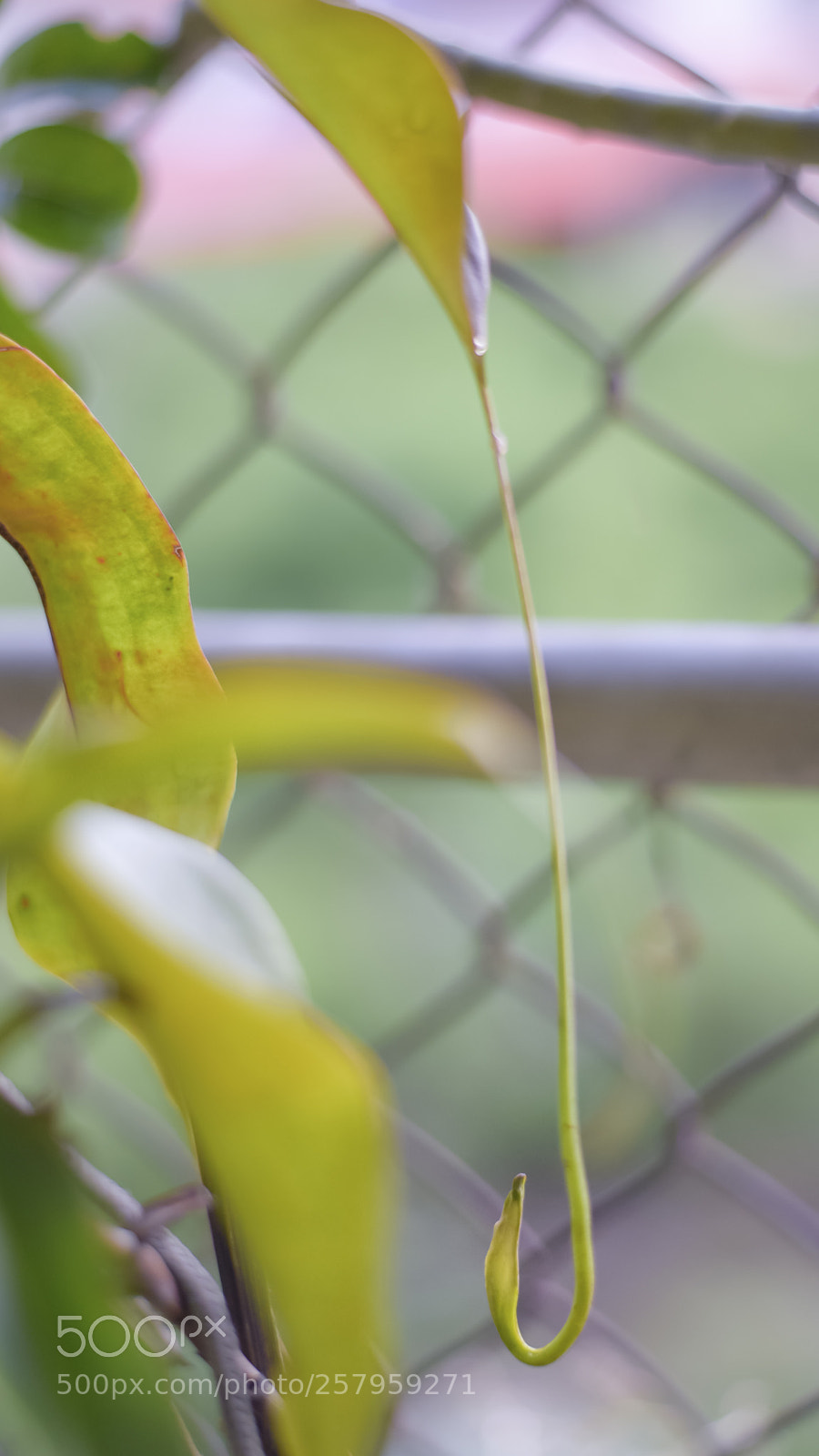 Nikon D750 sample photo. Tropical pitcher plants photography