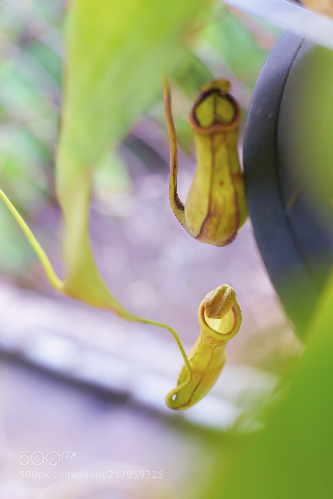 Nikon D750 sample photo. Tropical pitcher plants photography