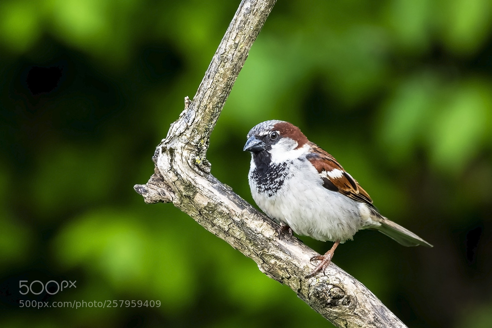 Nikon D810 sample photo. Common house sparrow photography