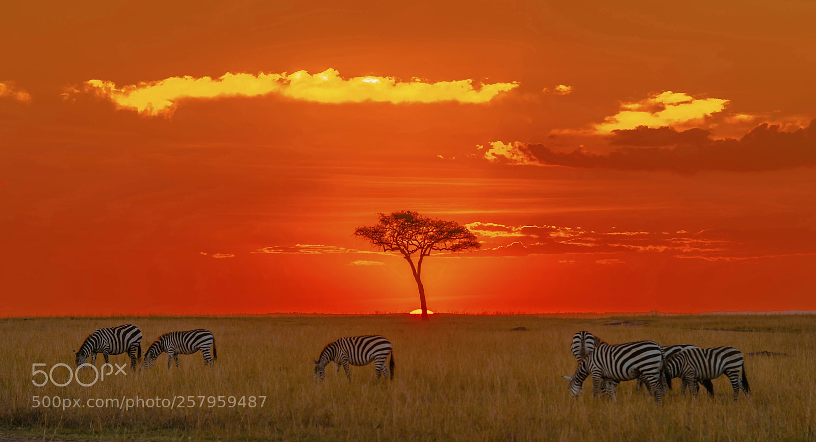 Nikon D810 sample photo. Endless beauty of masai photography