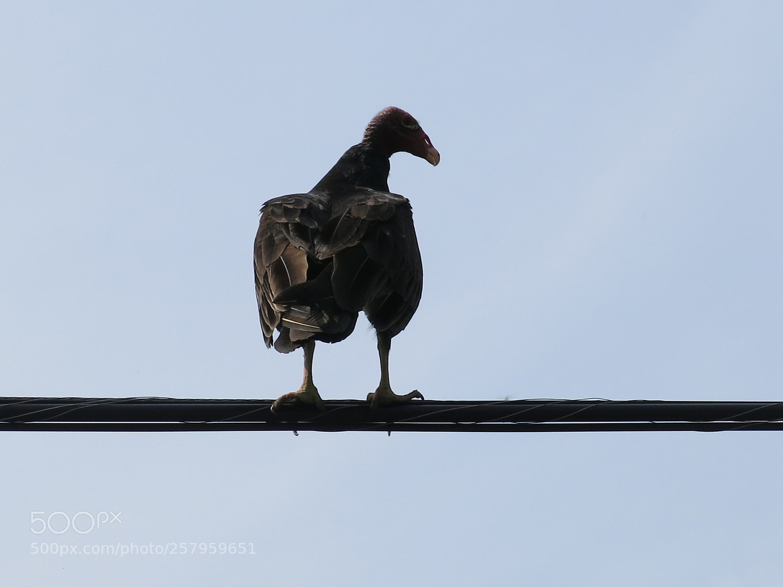 Canon PowerShot G15 sample photo. Bird photography