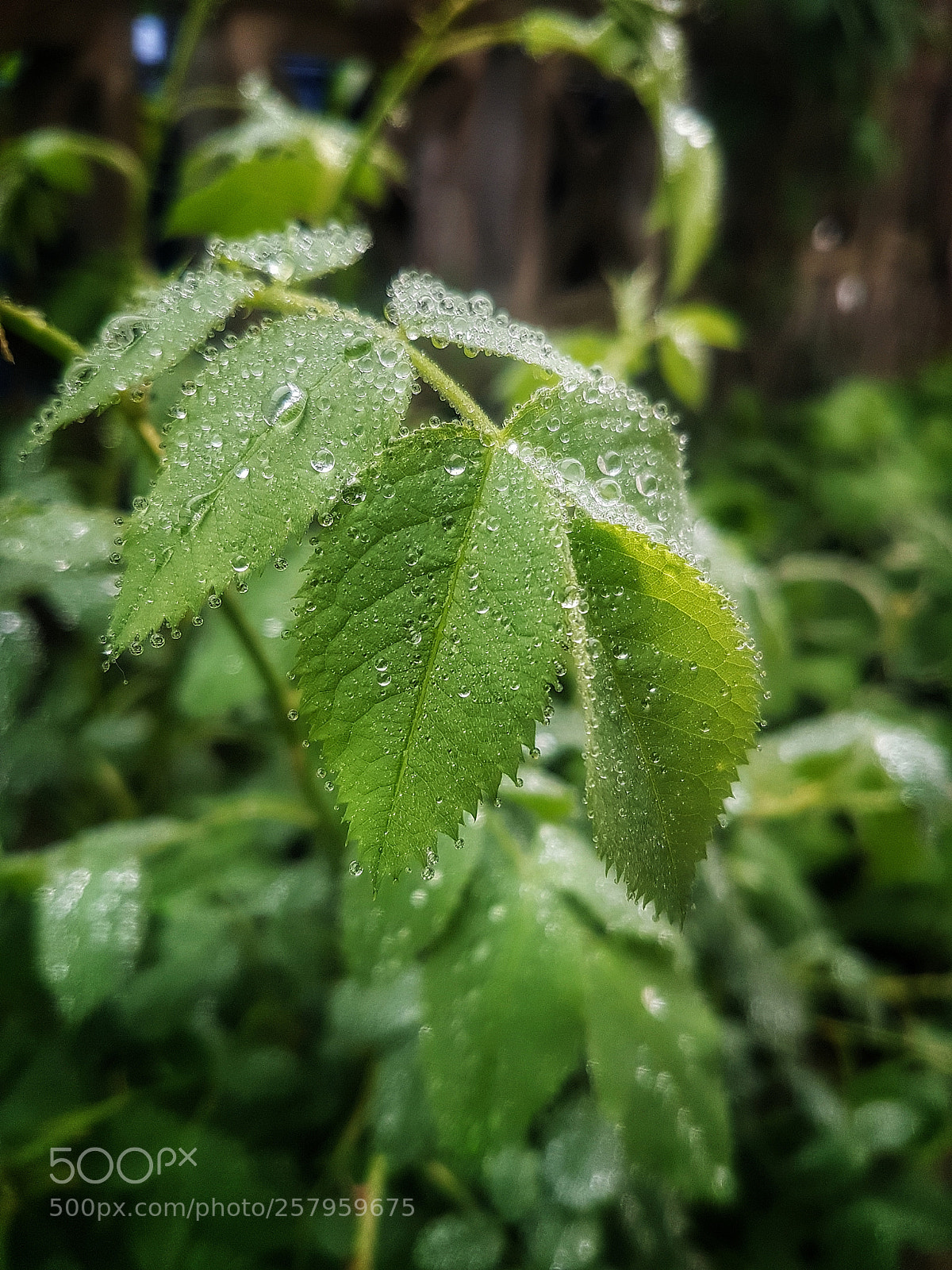 Samsung Galaxy S7 sample photo. Untitled photography