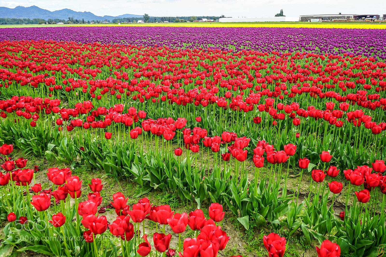 Sony a7 II sample photo. Skagit valley photography