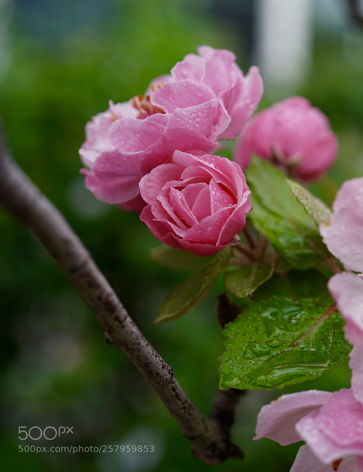 Sony a7R II sample photo. Untitled photography