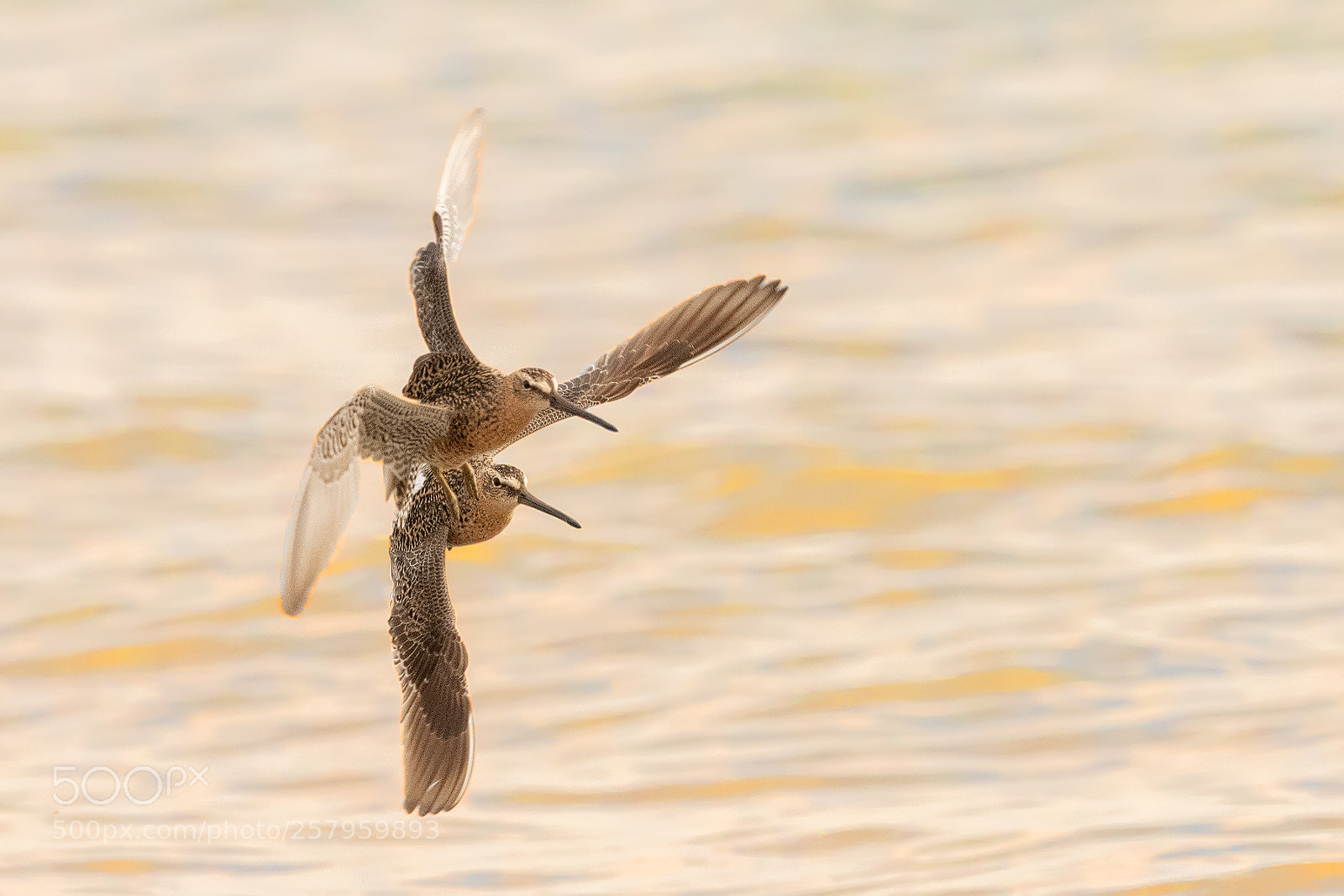 Nikon D850 sample photo. Short billed dowitcher photography