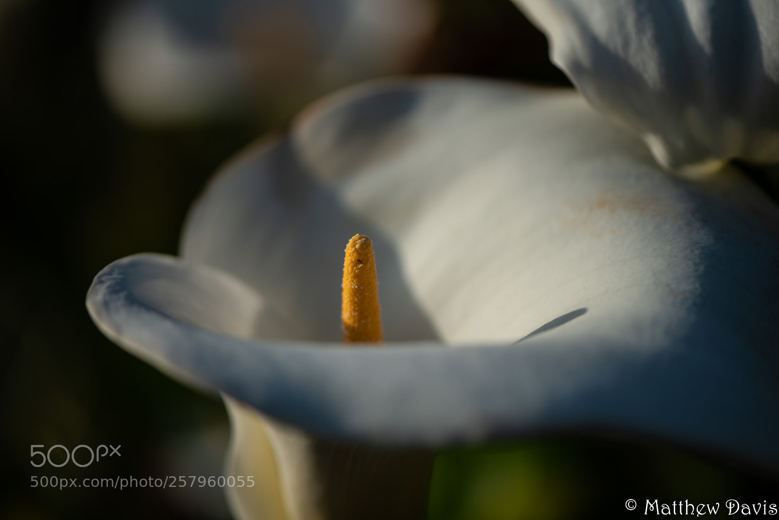 Nikon D750 sample photo. Macro of lily photography