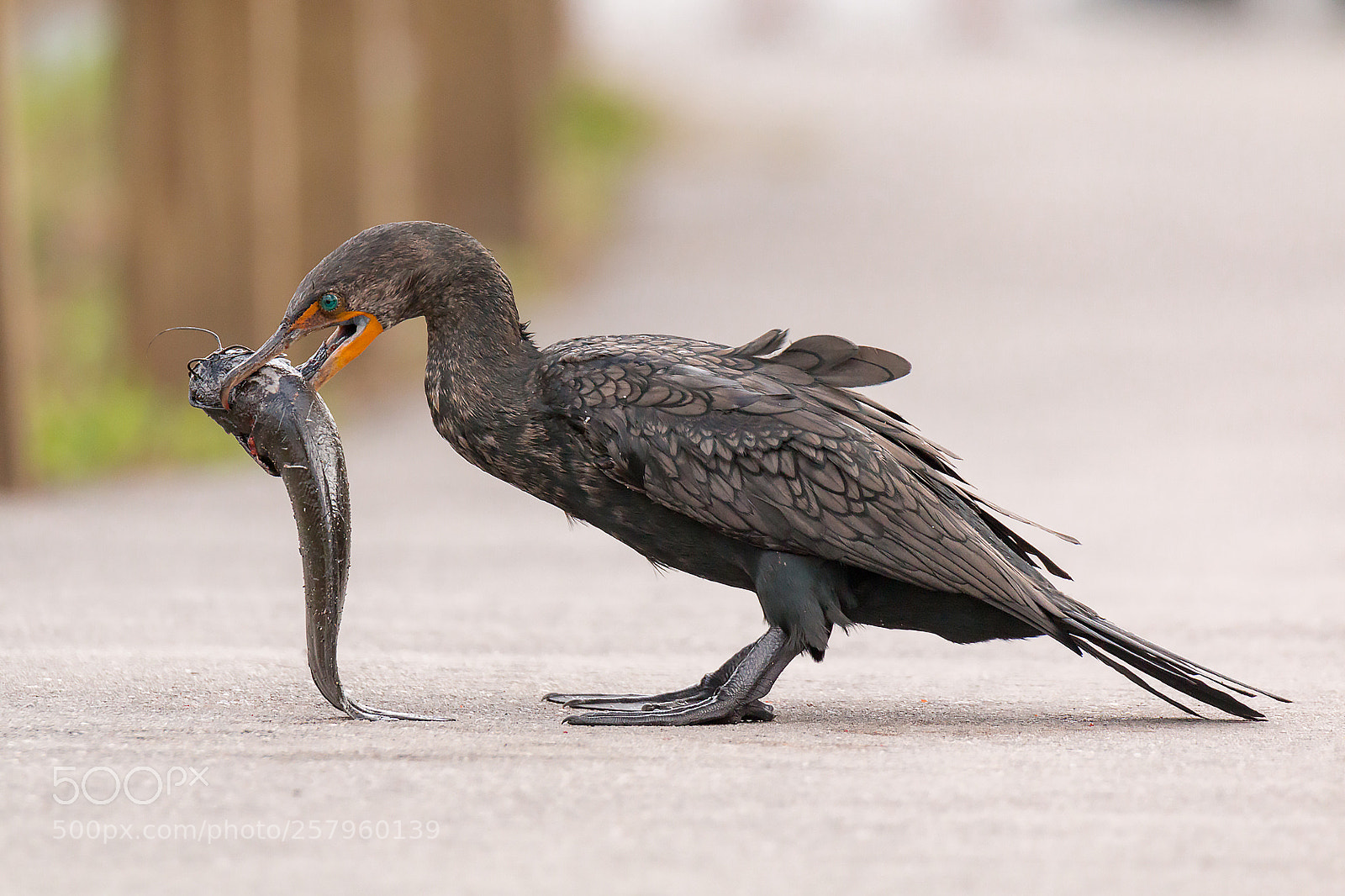 Canon EOS 70D sample photo. Cormorant trying to eat photography