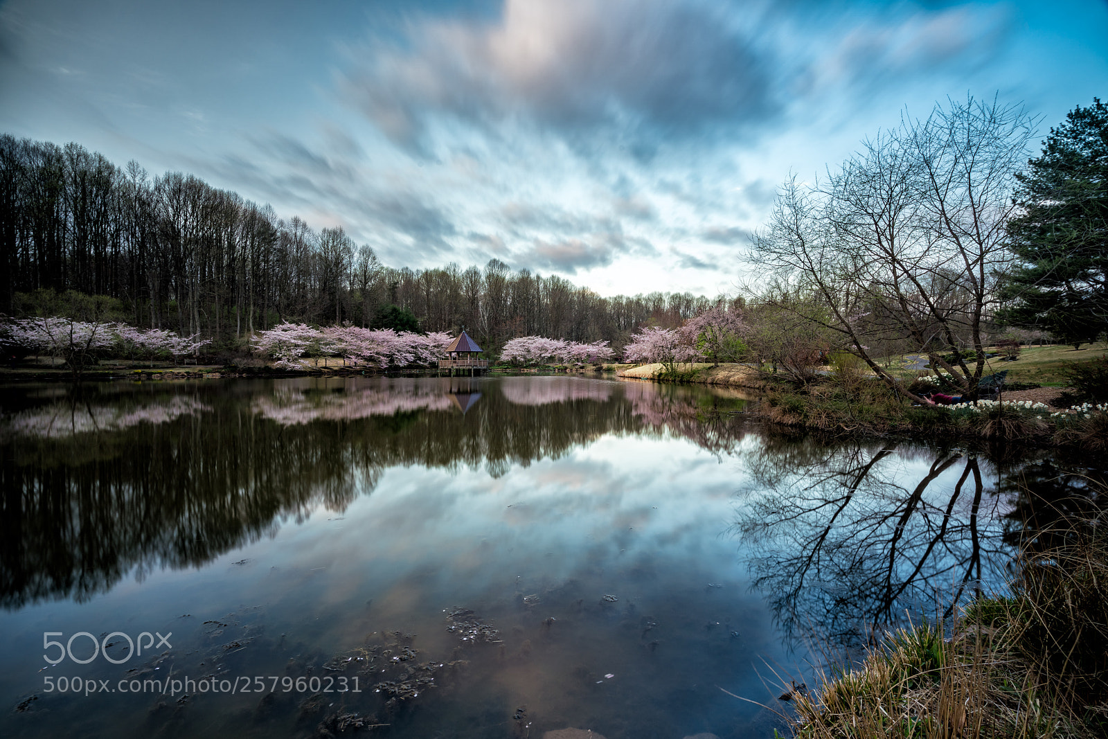 Sony a7R III sample photo. Meadowlark gardens cherry blossoms photography