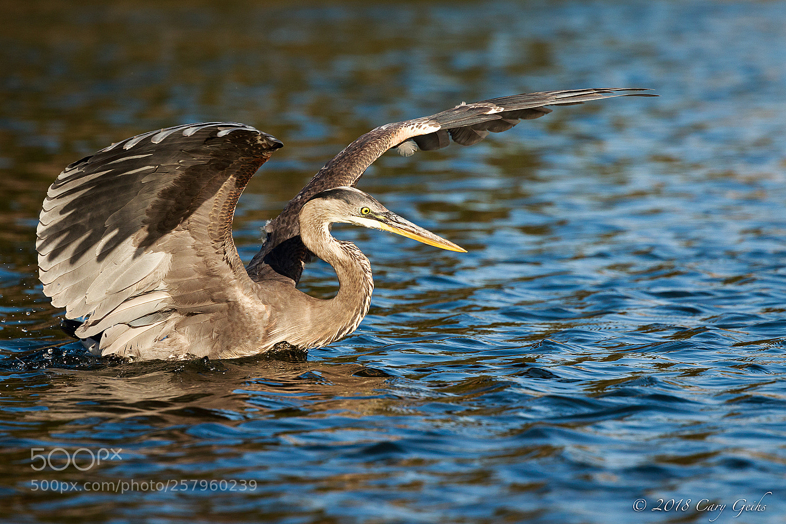 Canon EOS 7D Mark II sample photo. Startled photography
