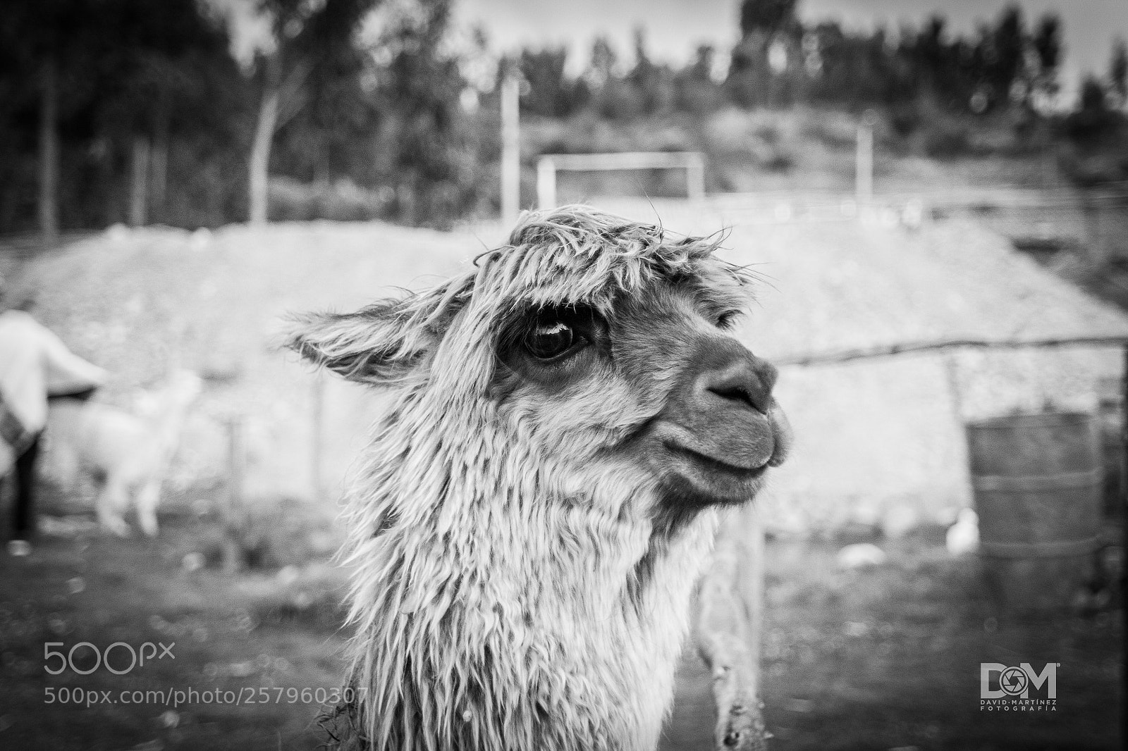 Canon EOS 1200D (EOS Rebel T5 / EOS Kiss X70 / EOS Hi) sample photo. Una de alpacas photography
