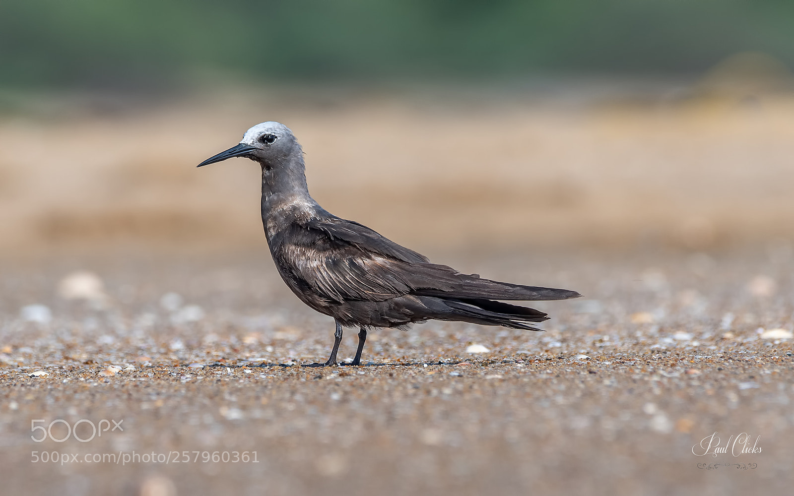Nikon D500 sample photo. Lesser noddy photography