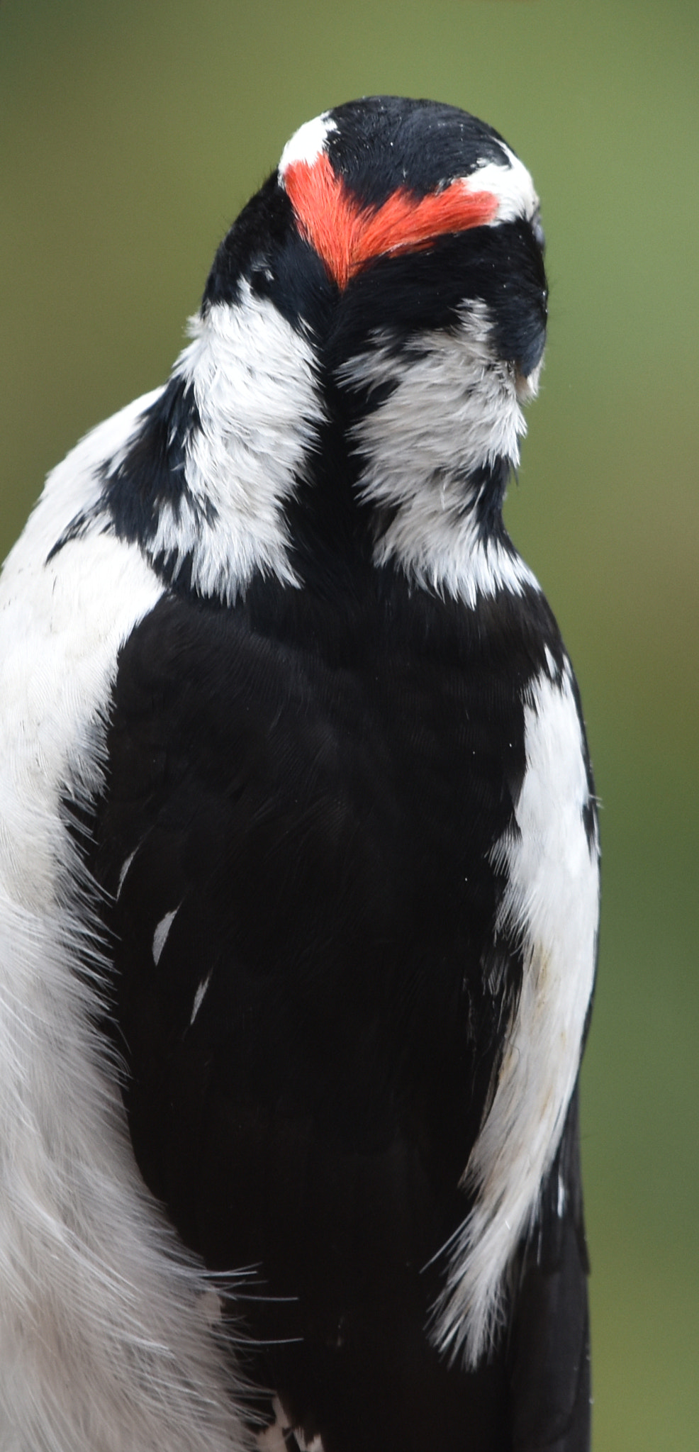 Nikon Nikkor AF-S 300mm F4E PF ED VR sample photo. Downy woodpecker backside photography