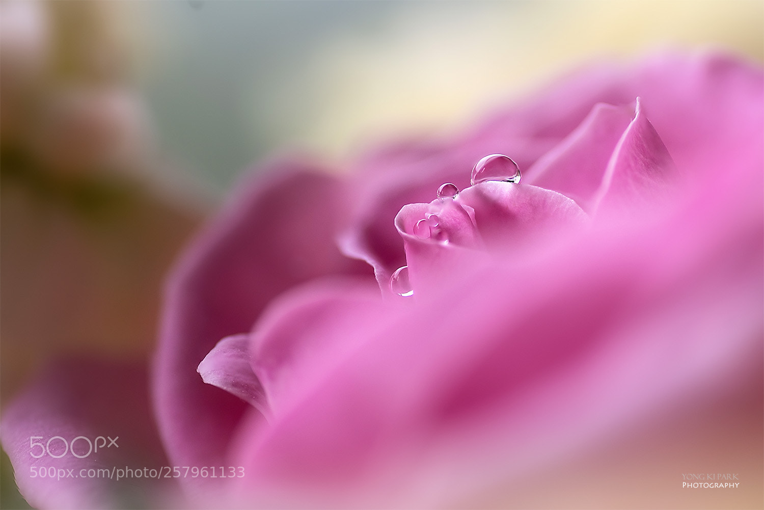 Pentax K-1 sample photo. About the love of photography