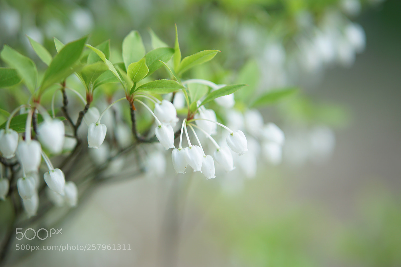 Sony a5100 sample photo. Untitled photography