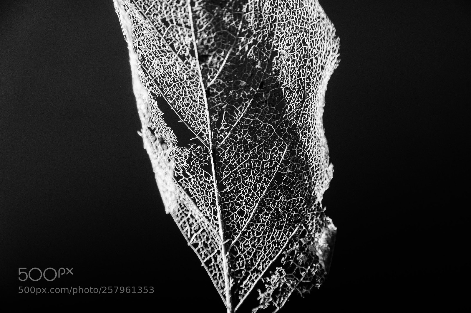 Sony SLT-A77 sample photo. Winter leaf photography