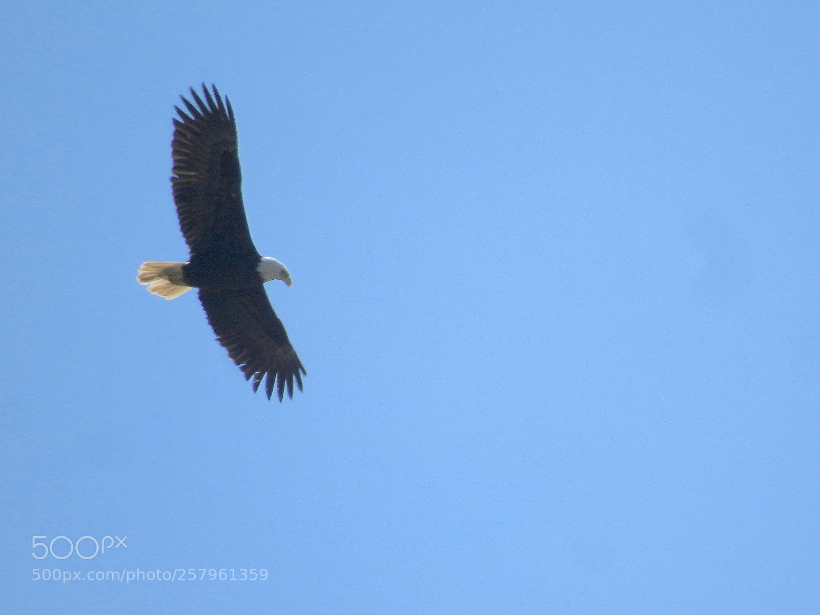 Nikon Coolpix P900 sample photo. Bald eagle photography