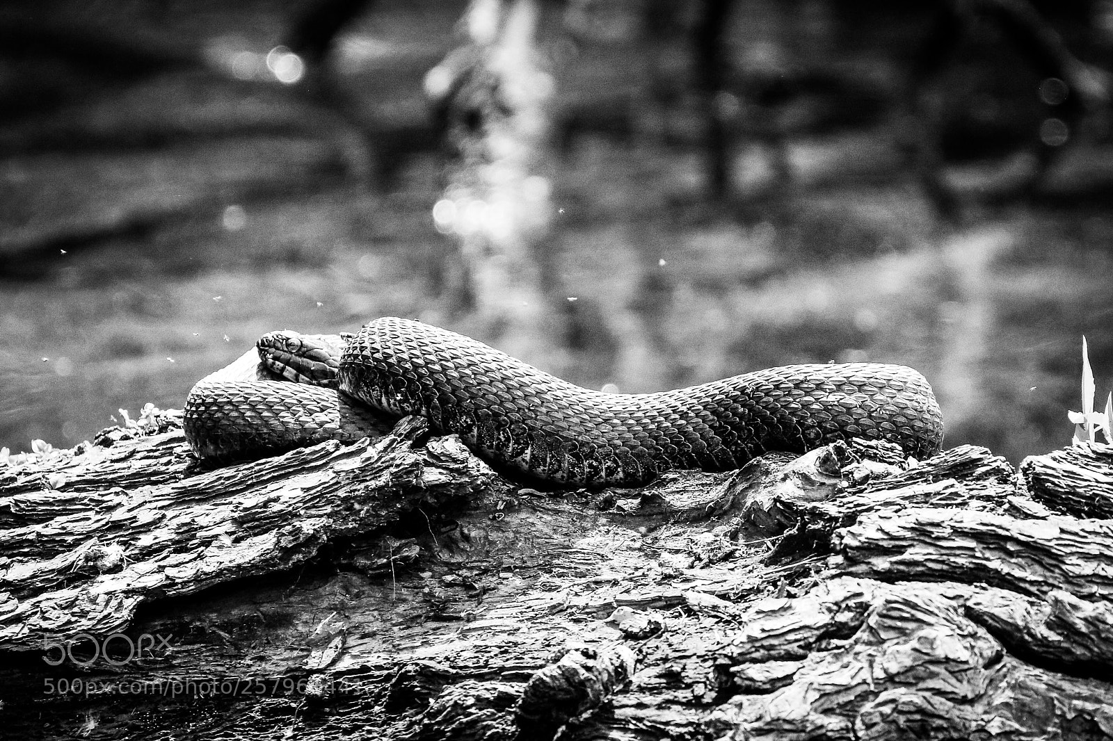 Canon EOS 7D Mark II sample photo. Water snake photography