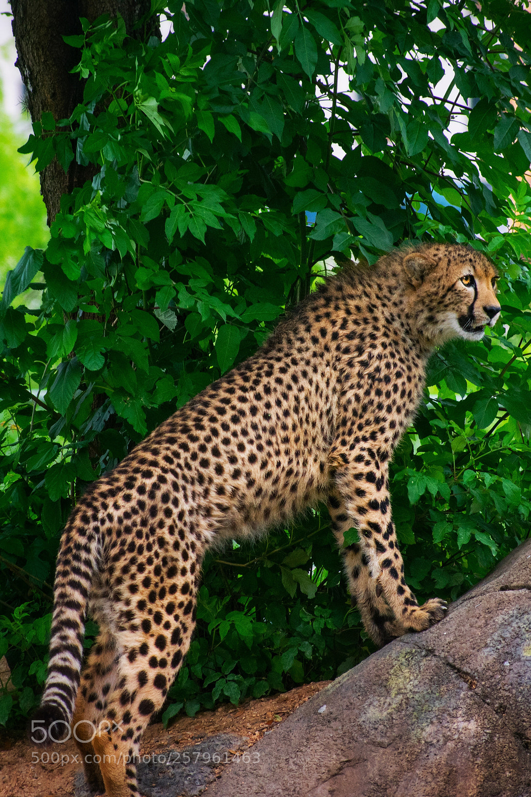 Nikon D3400 sample photo. Cheetah overwatch photography