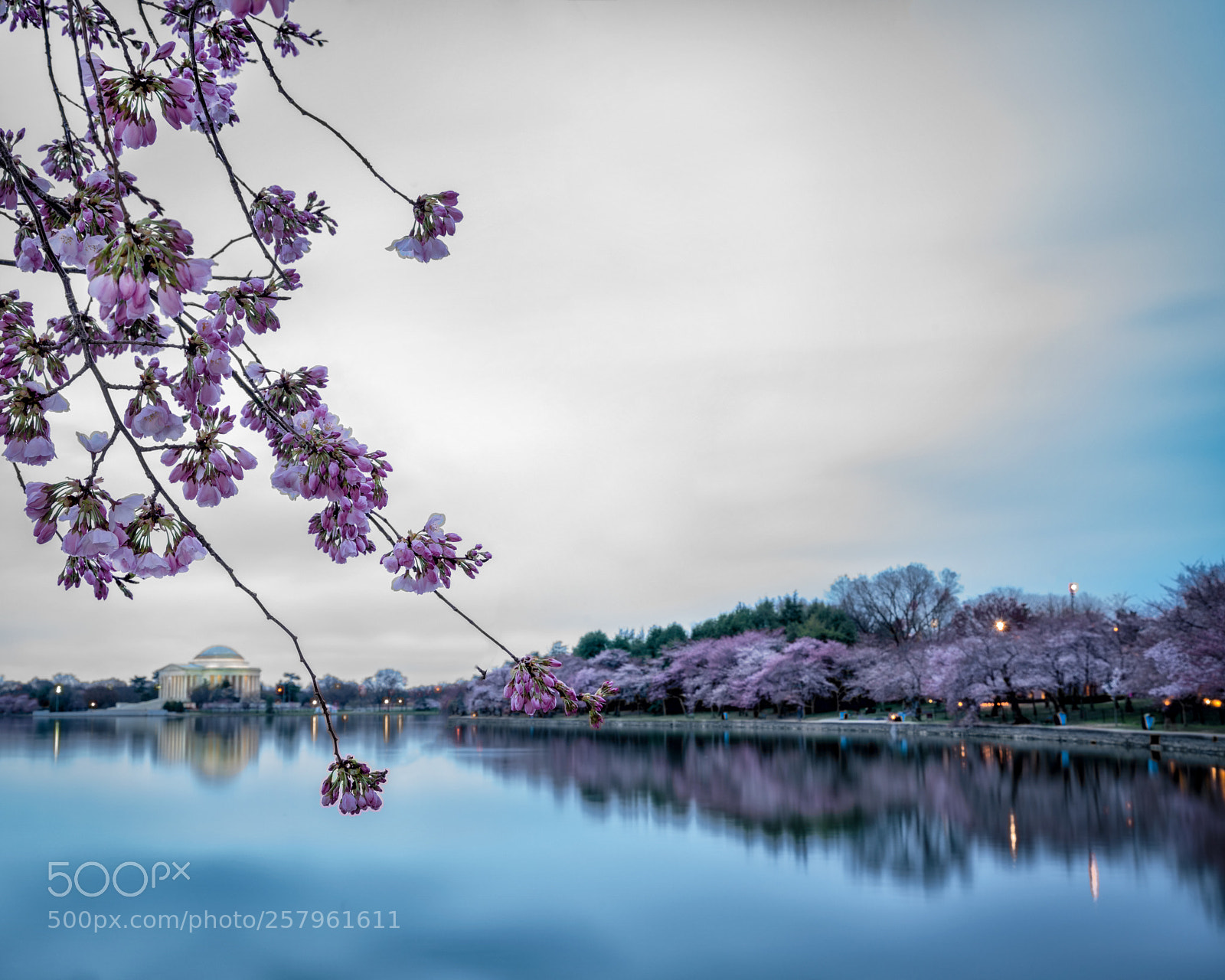 Sony a7R III sample photo. Cherry blossoms over glass photography