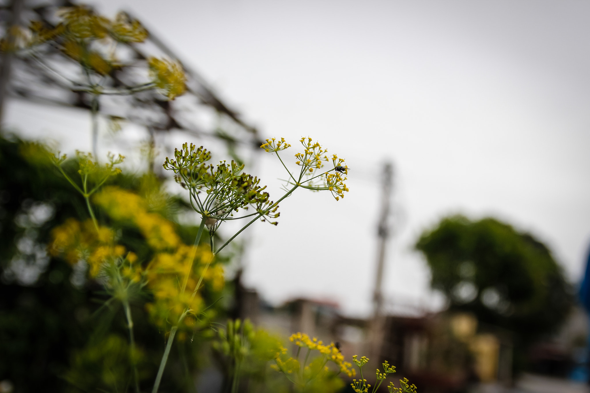 Canon EOS 600D (Rebel EOS T3i / EOS Kiss X5) sample photo. Rape flower photography