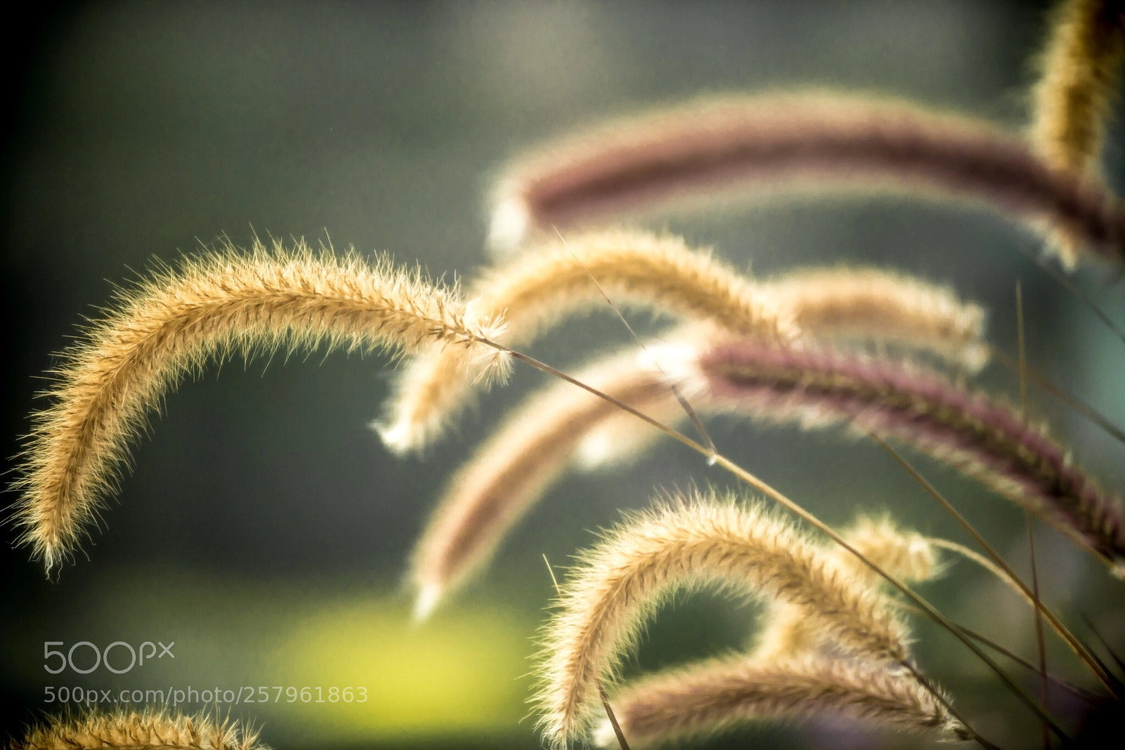 Nikon D610 sample photo. Spring photography