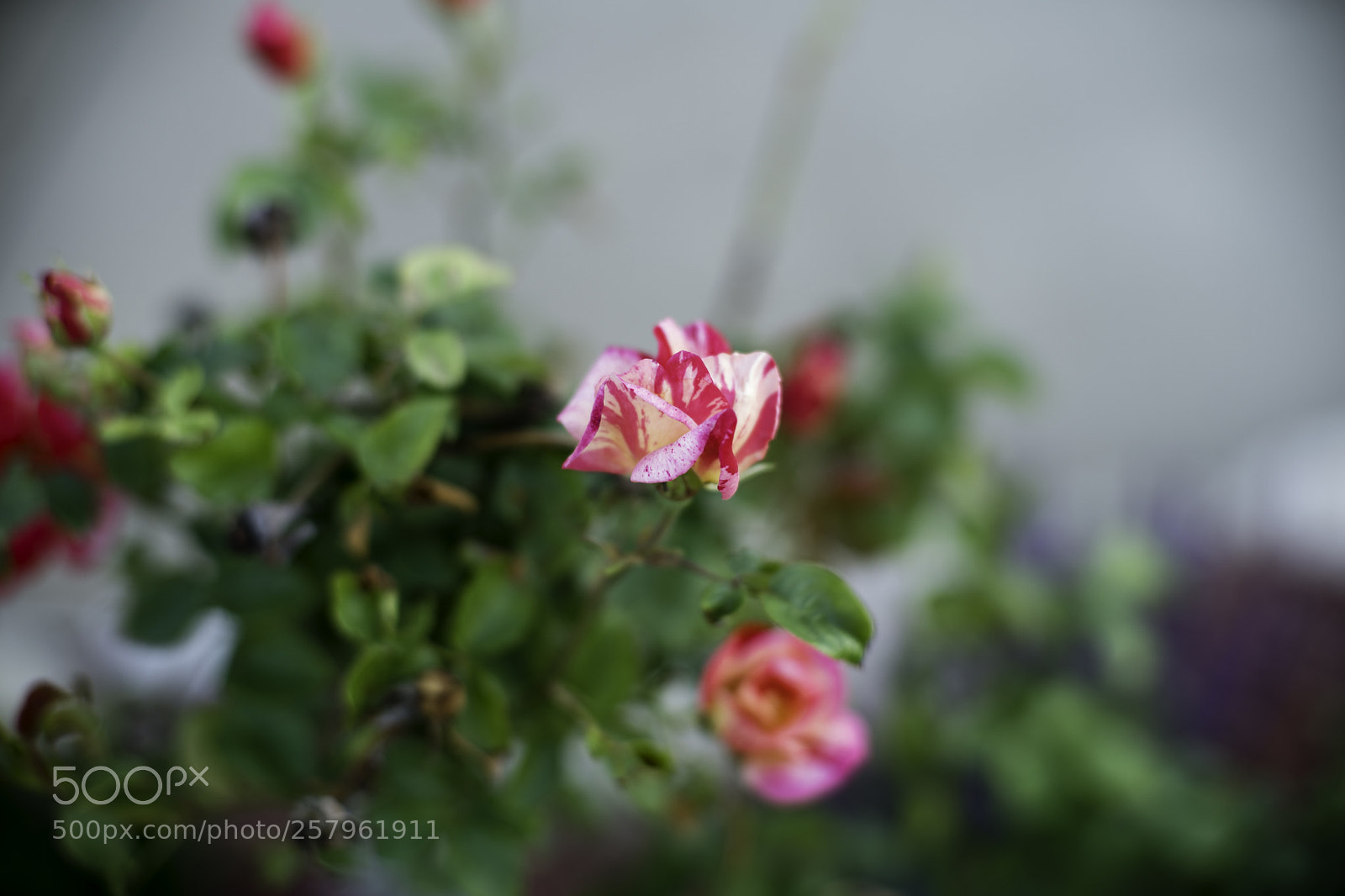 Sony a9 sample photo. The rose. photography