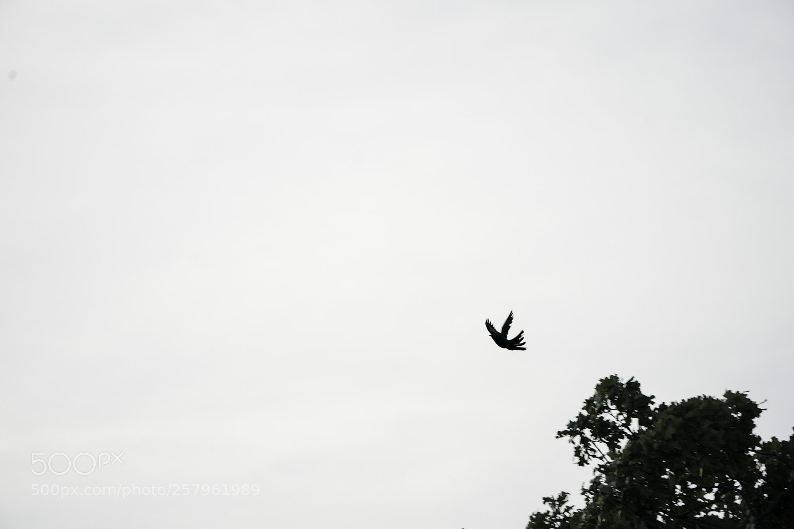 Sony a9 sample photo. The flight. photography