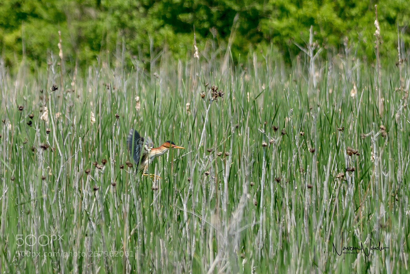 Nikon D800 sample photo. Least bittern photography