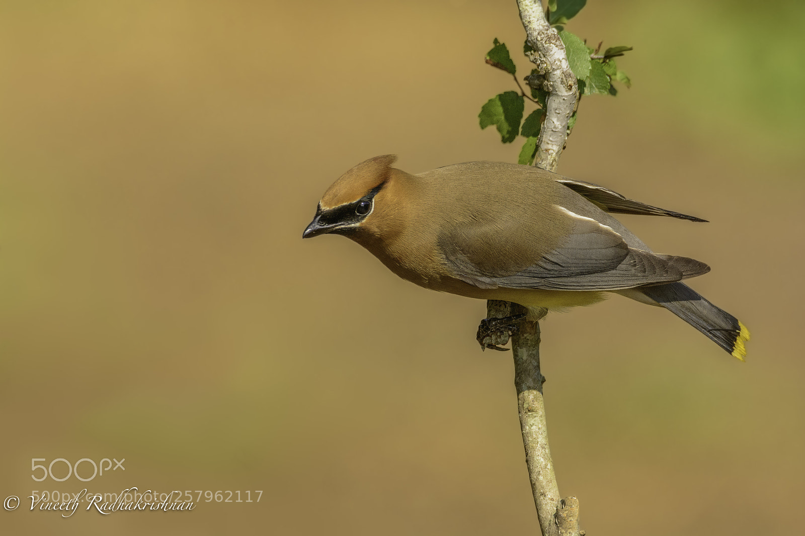 Nikon D7100 sample photo. Immature cedar waxwing photography