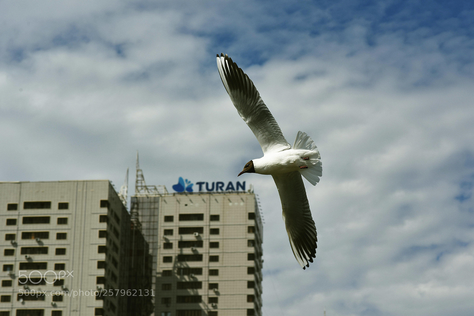 Nikon D810 sample photo. Seagul turan photography