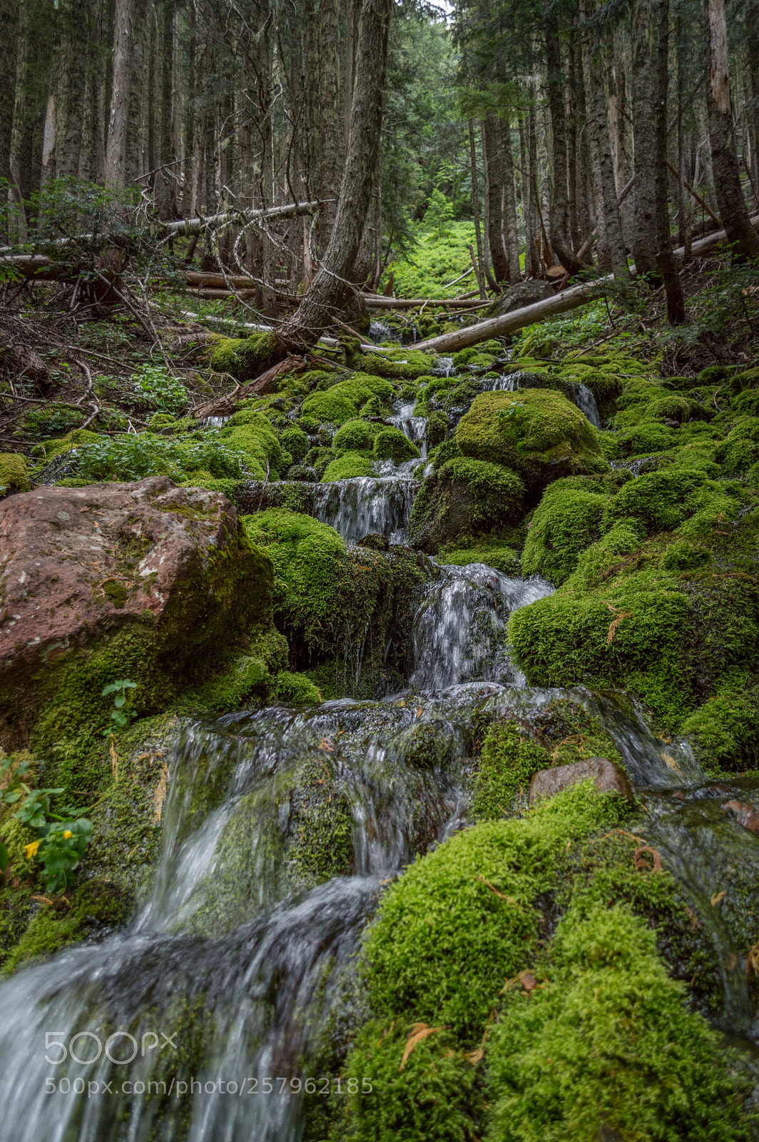 Nikon D3200 sample photo. Spray park trail, mt photography